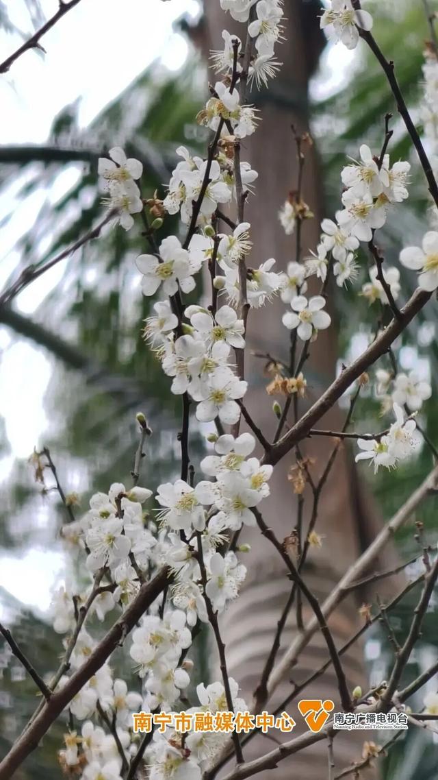 今日腊八｜花粥同赏，岁寒生香！腊八节快来南宁共赴一场早梅之约，就在市区→