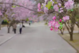 千城胜景丨云南隆阳：满城春色关不住 海棠依旧笑春风图片