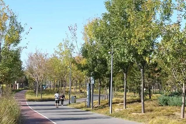 太美了！去北京这里赏“漫山红叶”｜周末京郊微度假
