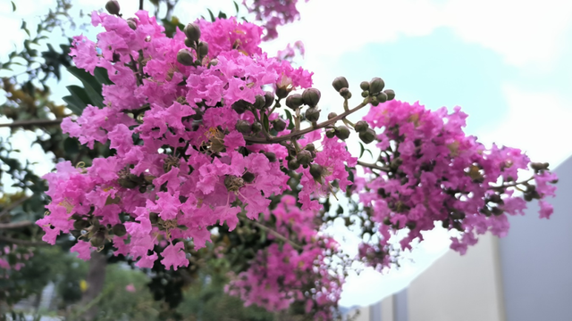 西安因你而美 | 夏日独占芳菲 紫薇花开正艳