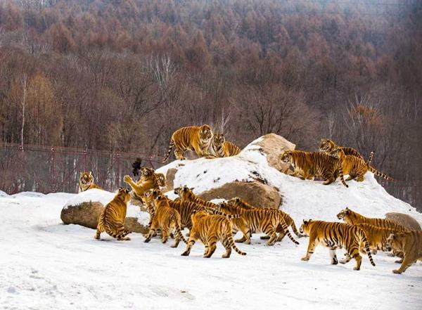 牡丹江：“冰雪＋”释放冬季文旅新活力