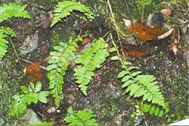 广东为何频频发现新物种？图片