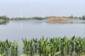 来青山湿地公园，让清新的风唤醒你图片