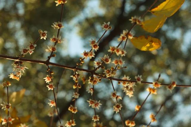 2026第一缕花香来了~上海这个公园蜡梅初绽！