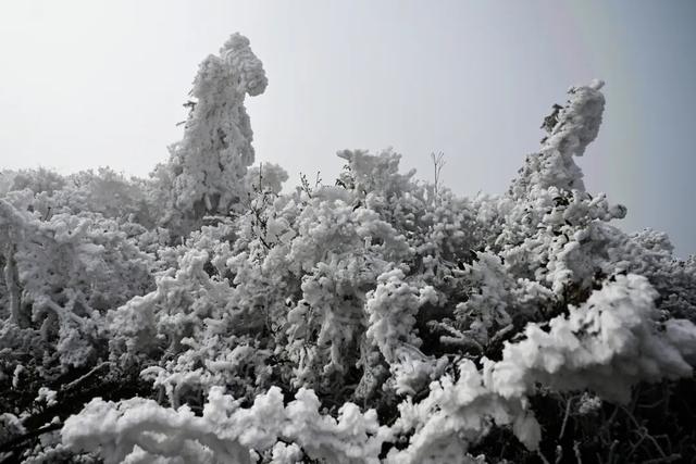 多图直击融水雾凇美景