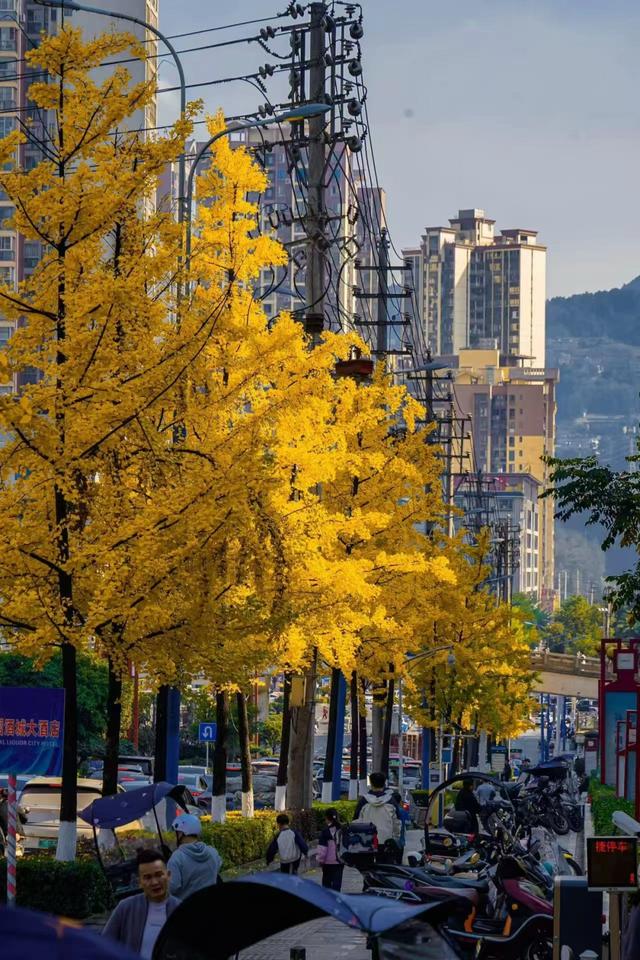 【天眼图片】仁怀冬日限定美景上线 满城银杏披“金衣”