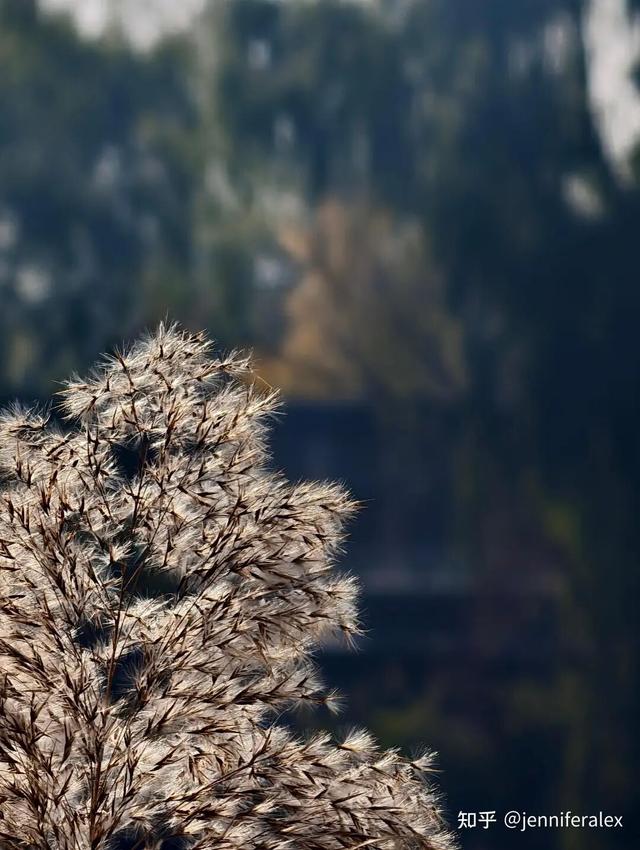 如何描述“北京的秋”？这是一期有温度的推送……