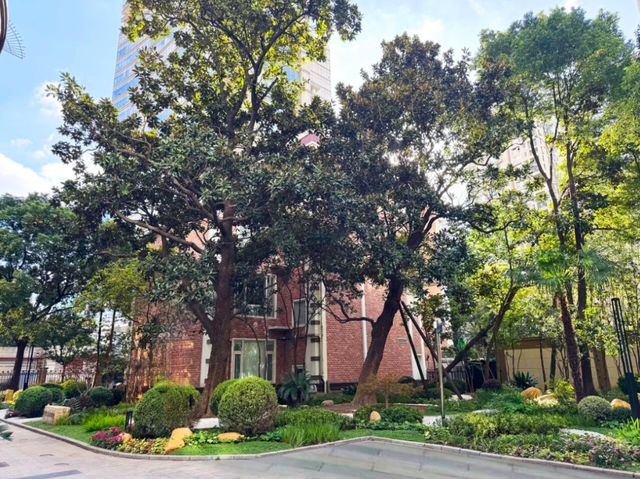 全市首个！静安这个商圈旁，竟藏着居民区里的“专业古树园”