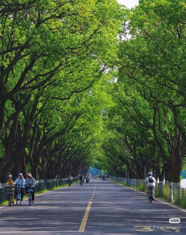 来滨湖，有“骑”遇！