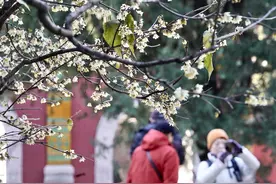 华北多地春花提前开，真到了春天，还有花看吗？图片