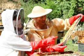 桐梓：初秋时节采蜜忙 蜂农增收笑开颜图片