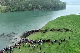 四川嘉陵江放牛季活动开启 “百牛渡江”生态奇观再上演图片