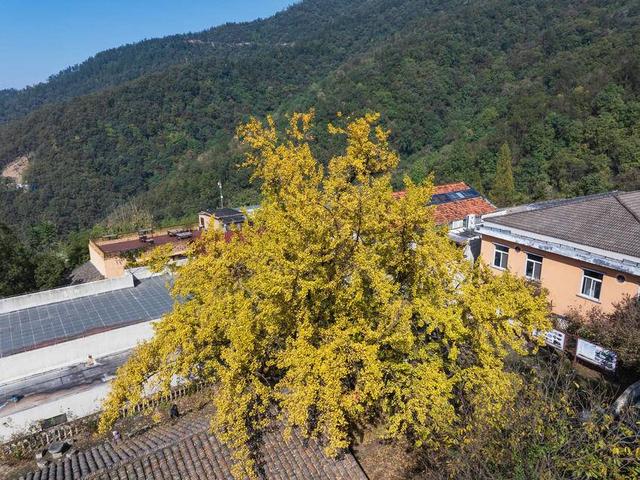 保康：千年银杏披“金甲” 绚烂秋色醉游人