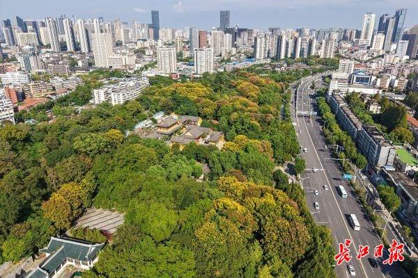 三色栾树挂枝头，三镇街头秋意浓