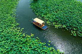 荷塘享清凉图片