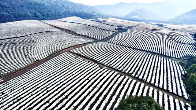 宜兴一下雪，就美成了阳羡！