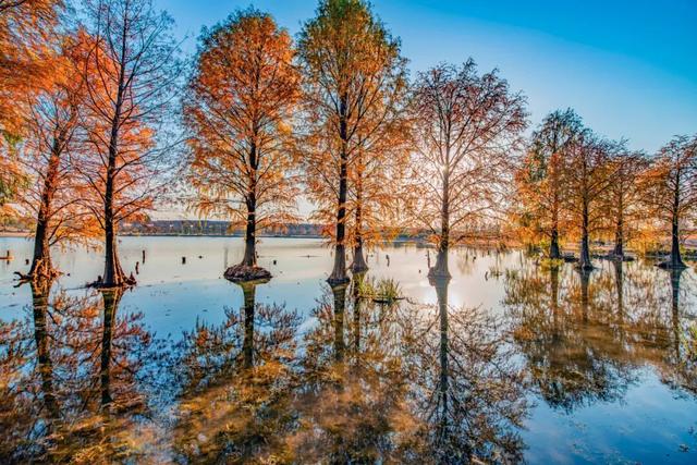 杉树红了！魔都藏着绝美水上森林→