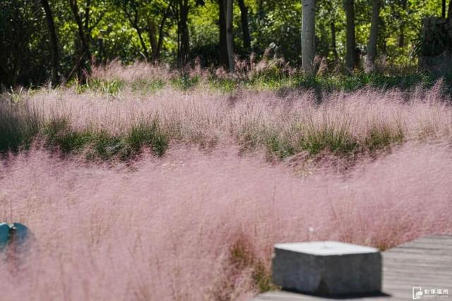 成片粉黛乱子草花海梦幻上线！这些公园火了！