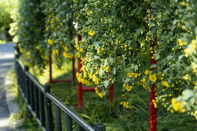 今日开幕！6000余盆菊花绽放，就在海淀这个公园——