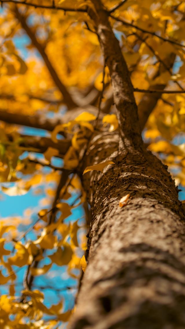 深秋郑州文博广场：600株银杏绘就“金色画卷” 邂逅浪漫秋韵