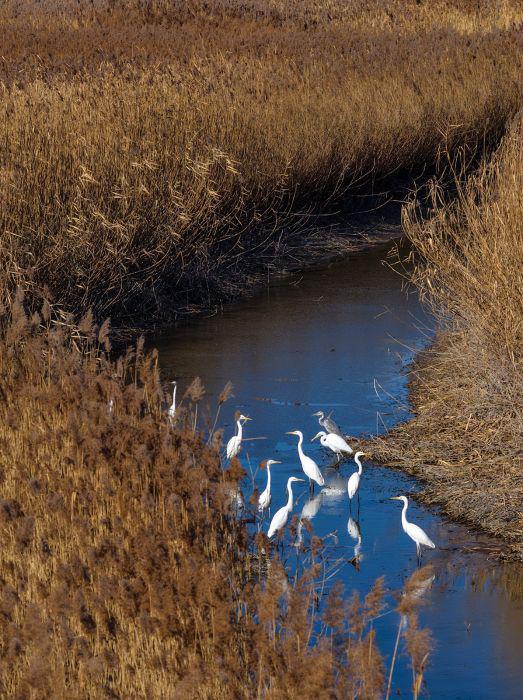 芦苇绘景 候鸟翩跹 官港森林公园初冬生态画卷灵动迷人