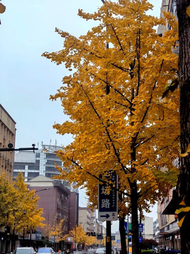 临安，一座被银杏腌入味的城市