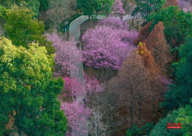 绝美！福州鼓山梅花开了！