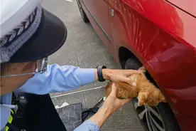 一只小猫突然钻入车底被困，随后发生了这件事……图片
