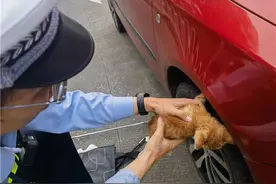 一只小猫突然钻入车底被困，随后发生了这件事……图片