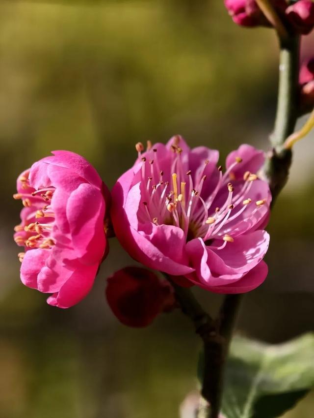 邂逅“梅”好时光！昆明超详细赏梅攻略来了