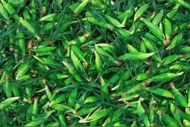 甜蜜爆浆！云南盈江8000多亩鲜食玉米喜丰收图片