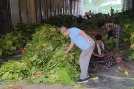 许昌禹州：科技赋能烟叶烘烤 服务护航烟农增收图片