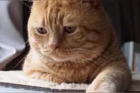 日本小丧猫凭“厌世脸”火遍全网，30w网友心都被萌化了…图片