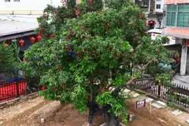 莆田，近1300年的古荔树开摘了！图片