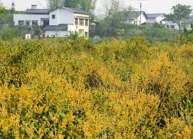超6000亩桂花盛开~1小时车程奔赴金秋盛宴，免费！