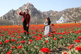 嵖岈山郁金香“顶流出道” 400亩花海掀起春日打卡狂潮图片