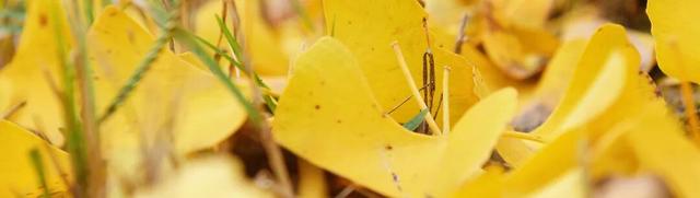 成安银杏正黄，邀卿与我共赴，不负今秋！错过再等一年！