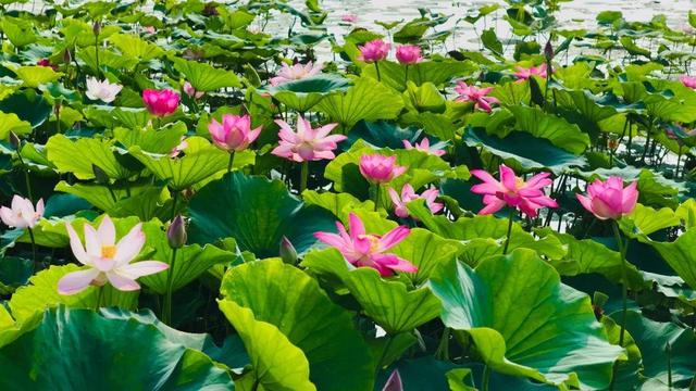 生态南海 向美而行