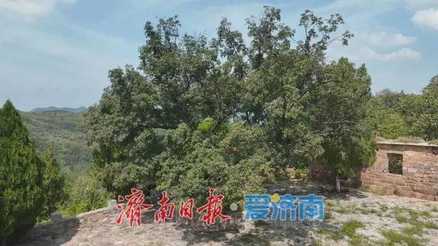 济南向西一小时|来张夏孔庄，摘软枣猕猴桃、赏山水人文、品庭院风味