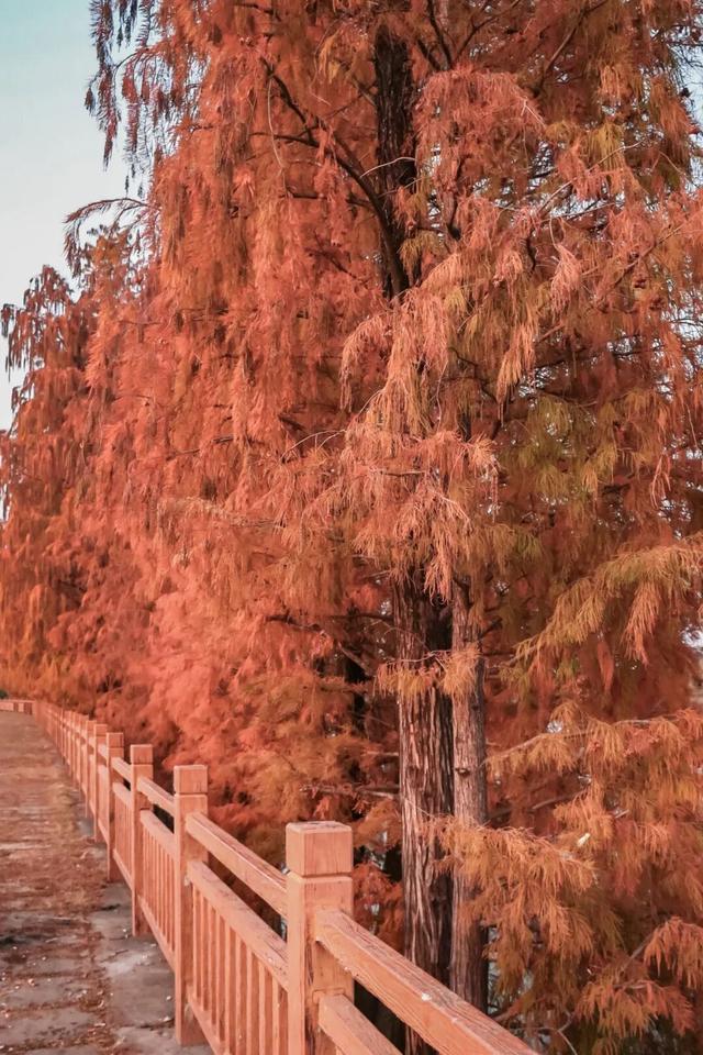 里水落羽杉红了！这些打卡点最出片→