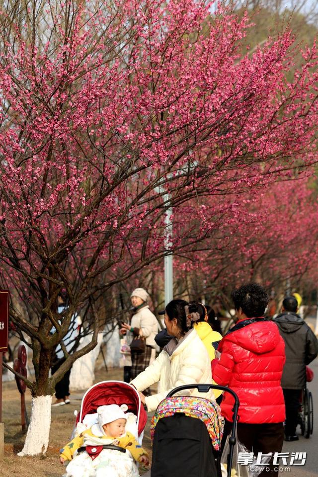 梅花满枝头，赏花打卡正当时｜组图