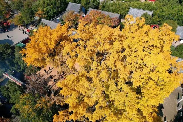 赵立坚微博打call日照银杏古树！附高清大图+进阶玩法！