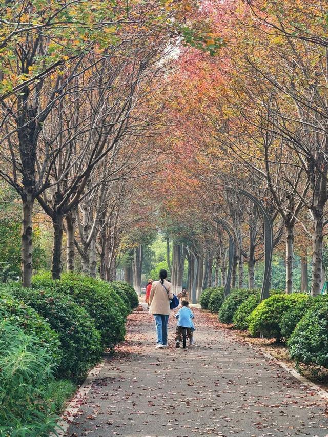 大武汉一日 | 在这里，黄鹤楼、巴公房子、知音号同框了！
