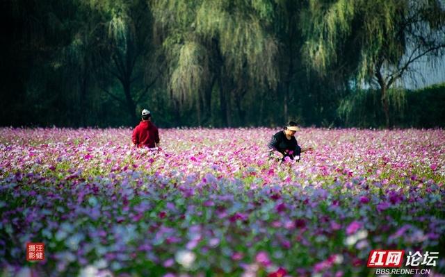 秋游时刻丨在安乡书院洲，被格桑花海和柳林清风彻底治愈了