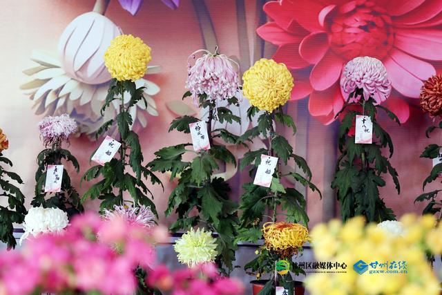 甘州府城：一半是人间烟火，一半是菊韵诗魂