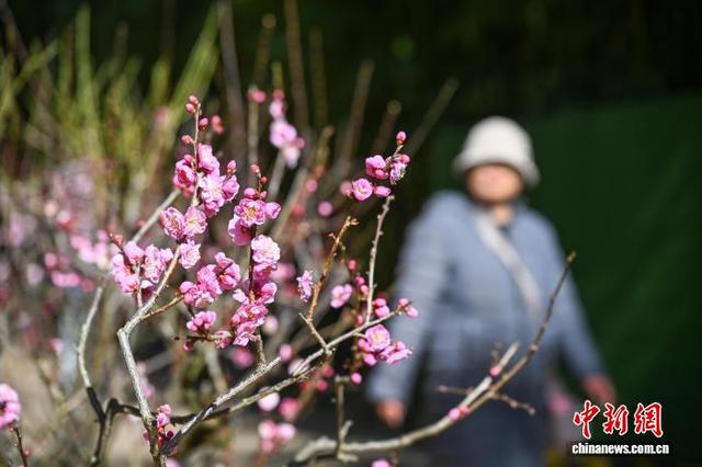 昆明黑龙潭公园梅花次第开放 游客共赴冬日“梅”景
