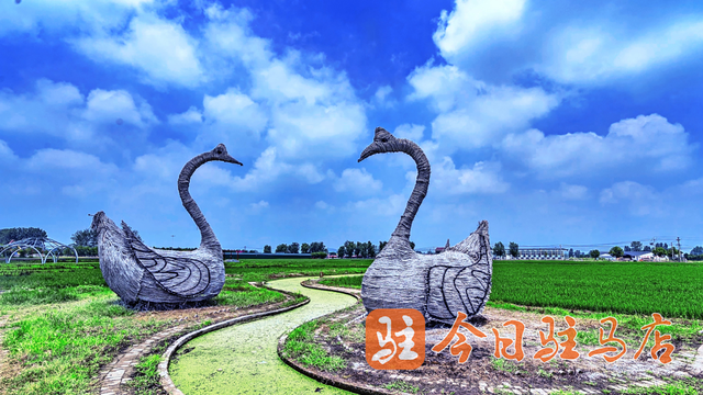 确山留庄：万亩稻田绿意盎然 美景如画