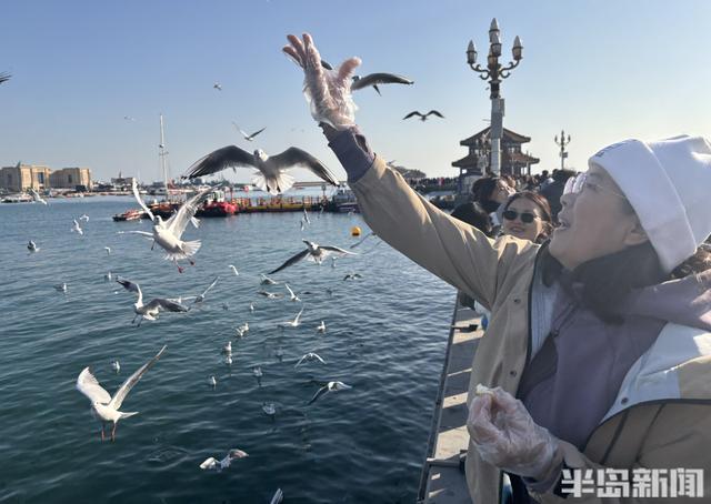 冬日人鸥共舞绘就和谐图景