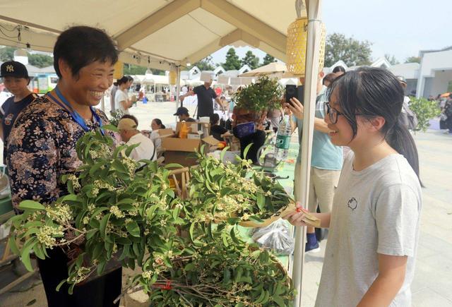 江苏苏州：“花漾苏州 桂香满城”桂花市集开市