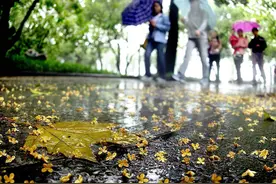 武汉出梅后降水较去年同期少7成，桂花集体“迟到”，专家：等雨来，国庆后或满城飘香图片